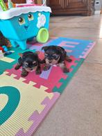 Mini Yorkshire terriër pups, Yorkshire Terrier, Belgique, Plusieurs, Hépatite contagieuse (maladie de Rubarth)