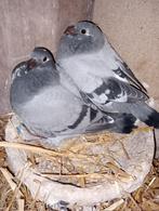 Koppel jonge duiven 2026 !!!!!!, Dieren en Toebehoren, Postduif