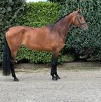 ‼️Prachtige 6 jarige merrie‼️, Dieren en Toebehoren, Paarden, Merrie, Gechipt, Dressuurpaard, L