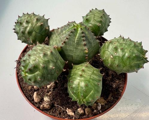 Euphorbia Pseudoglobosa, Huis en Inrichting, Kamerplanten, Vetplant, Minder dan 100 cm, Verzenden