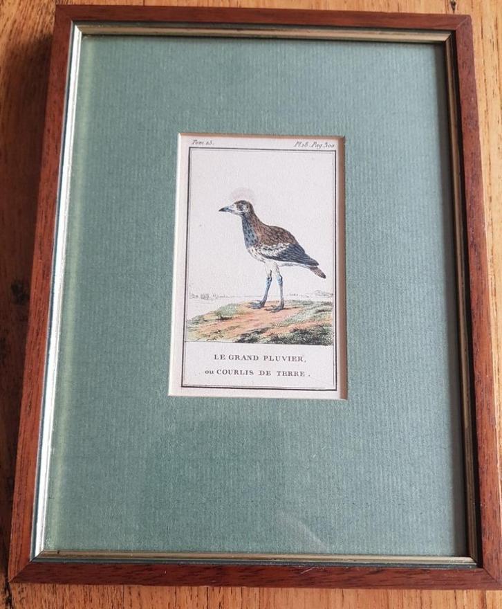 Antiek Frans ingelijst vogel ets / gravure, Grote Plevier, Antiek en Kunst, Kunst | Etsen en Gravures, Ophalen of Verzenden