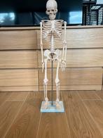 Anatomisch Skelet, Ophalen of Verzenden, Nieuw