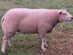 Dekram 1,5 jaar oud, Dieren en Toebehoren, Mannelijk, Schaap, 0 tot 2 jaar