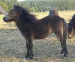 2 shetlandmerries te koop, Dieren en Toebehoren, Pony's, Merrie, Niet van toepassing, A pony (tot 1.17m), Met stamboom