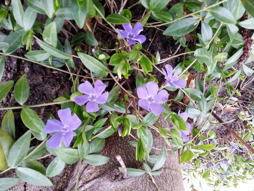 Bodembedekkers, Tuin en Terras, Planten | Tuinplanten, Bodembedekkers, Ophalen