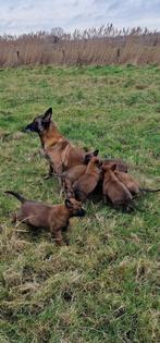 Mechelse Herder puppy's, België, Fokker | Hobbymatig, 8 tot 15 weken, CDV (hondenziekte)