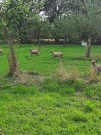 ooi- en ramlammeren, Dieren en Toebehoren, Meerdere dieren, Schaap, 0 tot 2 jaar