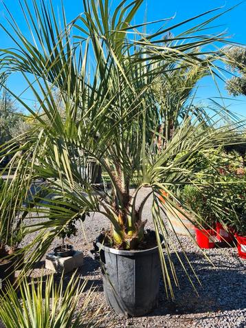 Butia Capitata - Geleipalm  beschikbaar voor biedingen