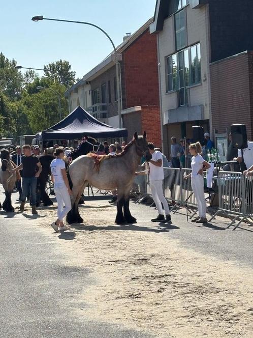 Trekpaard jaarling merrie, Dieren en Toebehoren, Paarden, Merrie, Onbeleerd, 170 tot 175 cm, 0 tot 2 jaar, Tuigpaard, Met stamboom