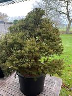 Picea startplant bonsai, Ophalen, Struik, Minder dan 100 cm