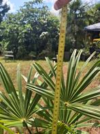 Trachycarpus fortunei, Ophalen, Palmboom