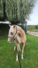 Prachtige fokmerrie met hoog knuffelgehalte, Dieren en Toebehoren, Merrie, Gechipt, 3 tot 6 jaar, L