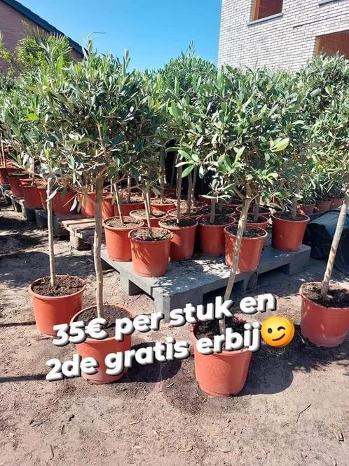 Olijfbomen super promo, Tuin en Terras, Planten | Bomen, Lente, Ophalen of Verzenden