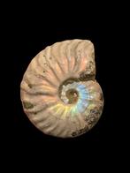 Prachtig gepolijste ammoniet met opaal uit Madagascar., Ophalen of Verzenden, Fossiel