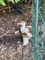 Barberie eenden kuikens, Dieren en Toebehoren, Pluimvee, Eend