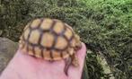 Tortue sulcata juvénile de 2025, Dieren en Toebehoren, Reptielen en Amfibieën, Schildpad