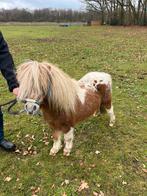 Mooie mini dekhengst, Dieren en Toebehoren, Hengst