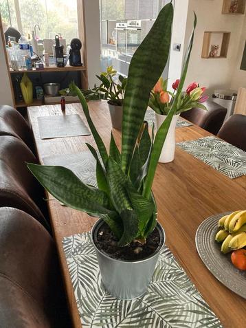 Sanseveria beschikbaar voor biedingen
