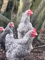 Mechelse koekoek hanen, Dieren en Toebehoren, Pluimvee, Mannelijk, Kip