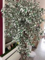 kunstplant ficus, Ophalen, Gebruikt, Binnen