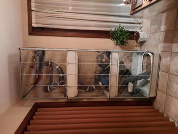 Grote knaagdierenkooi met toebehoren FERPLAST beschikbaar voor biedingen