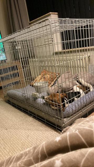 Hondenbench Savic XXL L 118 x B 76 x H 88 beschikbaar voor biedingen