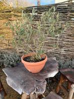 Olijfstruik hoogte 60-70cm, Tuin en Terras, Planten | Bomen, Ophalen