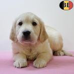 Prachtige Golden Retriever pups - geboren in België, Golden retriever, België, Handelaar, CDV (hondenziekte)