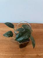 Hoya Caudata Sumatra, Huis en Inrichting, Ophalen of Verzenden