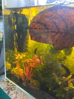 Yellow fire garnalen, Dieren en Toebehoren, Vissen | Aquariumvissen, Kreeft, Krab of Garnaal