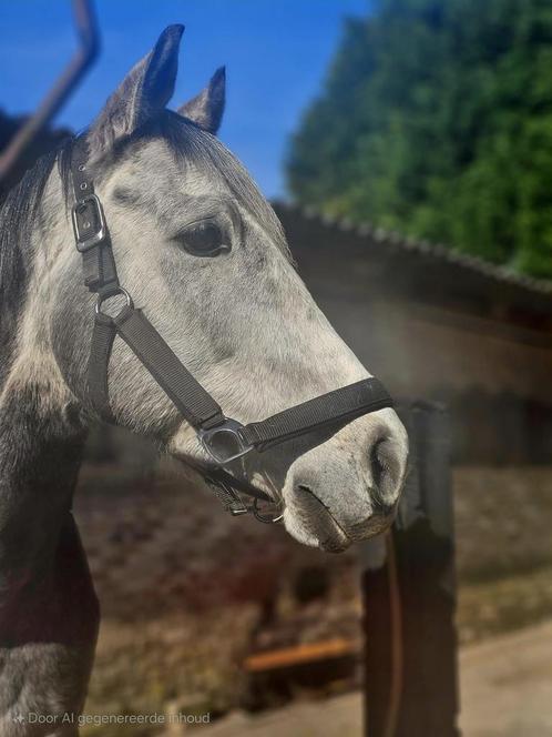 5 jarige ruin, Dieren en Toebehoren, Paarden, Ruin, Minder dan 160 cm, 3 tot 6 jaar, Recreatiepaard
