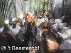 Legkippen is 6 verschillende kleuren