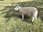 Ram 100kg, Mannelijk, Schaap, 0 tot 2 jaar