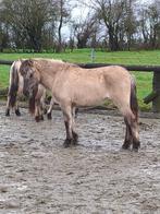 Heel mooi Konik-merrieveulen, Dieren en Toebehoren, Merrie, Gechipt, Onbeleerd, Recreatiepony