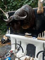 Taxidermie te koop, Ophalen of Verzenden