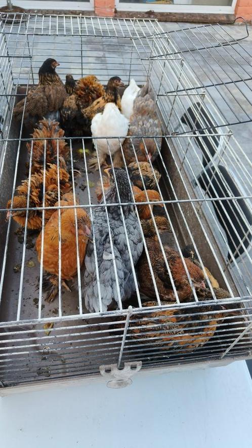 Jonge brahma hennen, Dieren en Toebehoren, Pluimvee, Kip, Vrouwelijk