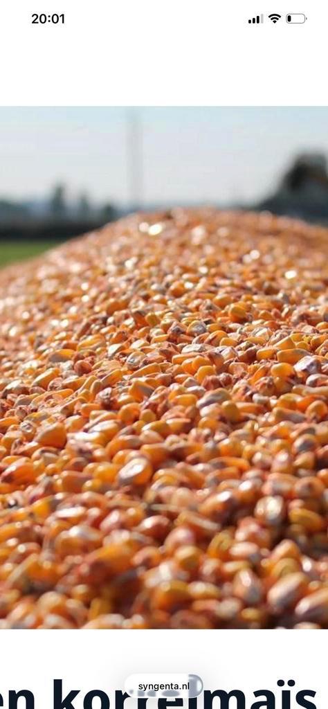 Agrarisch grond 8 hectare in midden- Marokko, Zakelijke goederen, Landbouw | Aardappelen, Groenten, Fruit en Vlees, Ophalen of Verzenden