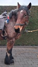 Belgische trekpaard met stamboekpapieren, Dieren en Toebehoren, Paarden, Merrie, Onbeleerd, 160 tot 165 cm, 3 tot 6 jaar