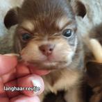 Prachtige langharige chihuahua pups., België, Fokker | Hobbymatig, CDV (hondenziekte), 8 tot 15 weken
