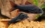 Corydoras Venezuela black, Dieren en Toebehoren, Vissen | Aquariumvissen