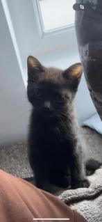 Chaton noir à donner, Animaux & Accessoires, Accessoires pour chats