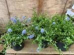 Ceanothus Tryrsifolia Repens, Ophalen of Verzenden, Struik