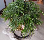 cactussen en euphorbia, Huis en Inrichting, Kamerplanten, Ophalen, Cactus, Minder dan 100 cm