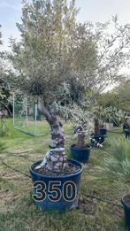 Van harte welkom!, Tuin en Terras, Planten | Bomen, Ophalen