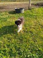 Leuke australische herder pups, Dieren en Toebehoren, België, 8 tot 15 weken, CDV (hondenziekte), Meerdere
