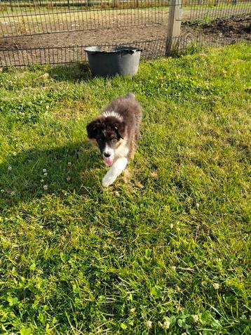 Leuke australische herder pups  beschikbaar voor biedingen