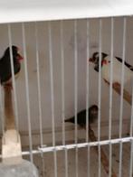 Te koop 5 zebravinken, Dieren en Toebehoren, Vogels | Overige Vogels