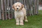 Abrikoze medium Labradoodle pups met stamboom, Dieren en Toebehoren, België, Overige rassen, CDV (hondenziekte), 8 tot 15 weken