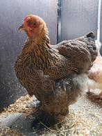 2 brahma hennen, Dieren en Toebehoren, Pluimvee
