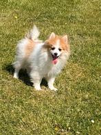Duitse spitz / kleinkees, België, Keeshond, 15 weken tot 1 jaar, CDV (hondenziekte)